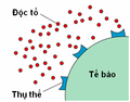 Hình xem trước của phiên bản lúc 22:23, ngày 8 tháng 12 năm 2005