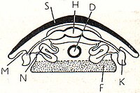 9. Schnecke. S Schale, H Hera, D Darm, N Niere, K Kiemen, M Mantelhöhle, F Fuß.