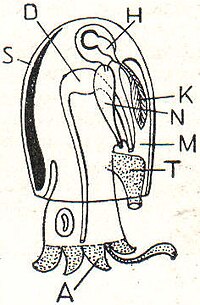 10. Tintenfisch. S Schale, H Herz, D Darm, N Niere, K Kiemen, M Mantelhöhle, T Trichter, A Arme.