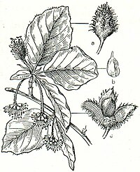 1. Rotbuche (Fagus silvatica). a Frucht geschlossen, b Samen, c Frucht geöffnet