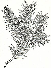 1. Eibe (Taxus baccata).