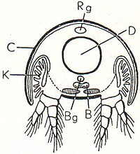 7. Krebs. D Darm, Rg Rückenblutgefäß, Bg Bauchblutgefäß, B Bauchnervenstrang, K Kiemen, C Chitinpanzer.