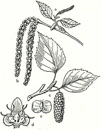 8. Weißbirke (Betula verracosa). a weiblicher, b männlicher Blütenstand, c Zweig mit Fruchtstand, d weibliche Blüte, e Frucht.