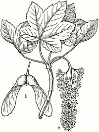 7. Bergahorn (Acer platanoides). a Blütenstand, b Frucht.