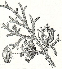 7. Lebensbaum (Thuja orientalis). a Fruchtschuppe.