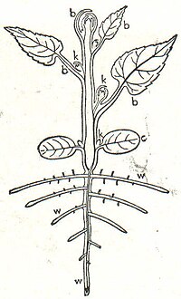 1. Keimende Pflanze. c Keimblätter, w Wurzeln, b Blätter, k Knospen.