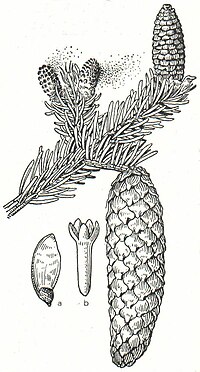 3. Fichte (Picea excelsa). a Frucht, b Keimling.