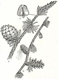 4. Lärche (Larix decidua). a Zweig mit Fruchtzapfen, b Zweig mit männlichen und weiblichen Blütenständen, c Fruchtschuppe.