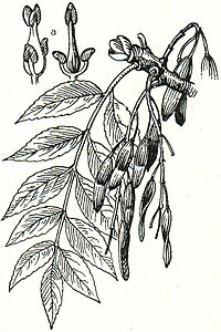 5. Esche (Fraxinus excelsior). a Blüten.