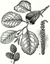 6. Schwarzerle (Alnus glutinosa). a männliche Kätzchen, b Früchte.