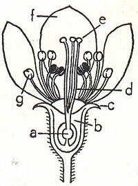 2. Birnenblüte. a Samenanlage, b Fruchtknoten, c Kelchblatt, d Griffel, e Narben, f Kronblatt, g Staubblatt.