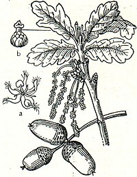 3. Stiel- oder Sommereiche (Quercus robur). a männliche, b weibliche Blüte.