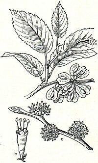 9. Feldulme (Ulmus campestris). a Zweig mit Früchten, b Blüte, c Blütenzweig.